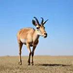 Saiga Antelope Roaming